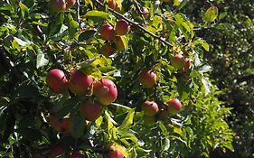 Allis Kajüte - Entspannen im großen Garten oder vorm Kamin